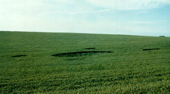 catthorpe94.jpg (31258 bytes)