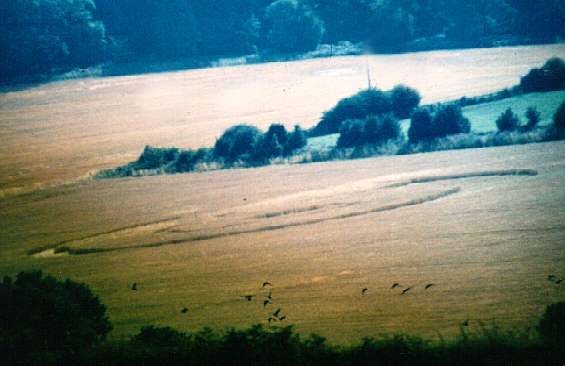 ratchetloughbo94.jpg (32458 bytes)