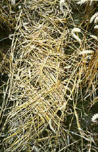 Areley98i_small.jpg (20792 bytes)