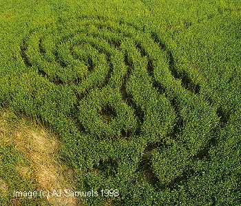 ajlinseed2.jpg (34036 bytes)