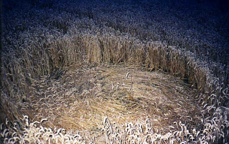 !furze1a.jpg (32406 bytes)