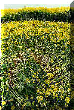 newtonloe2.jpg (22385 bytes)