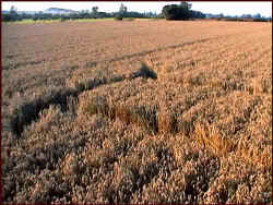 8FoldpoleofPi.jpg (24840 bytes)