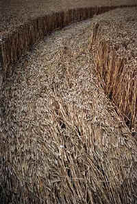 99BCSerpent LPath-sm-SMize.jpg (49268 bytes)