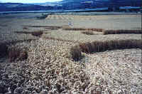 borstal99c.jpg (27023 bytes)