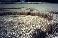 borstal99f.jpg (29441 bytes)