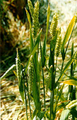 cherhillstalks99.jpg (26406 bytes)