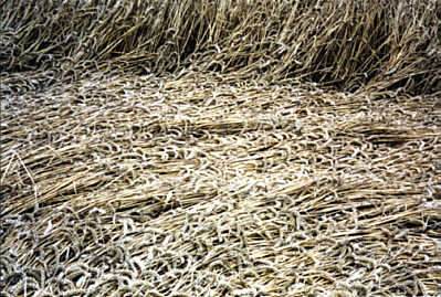 Lenham99c.jpg (37996 bytes)