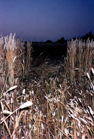 oakley99f.jpg (46846 bytes)