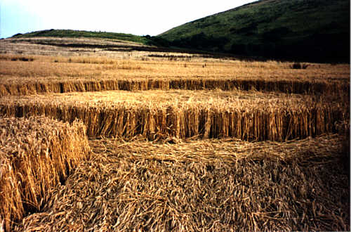 preston99c.jpg (44032 bytes)