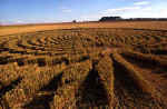 aveburytrusloe2000d.jpg (61165 bytes)