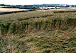 fieldreport2.jpg (57101 bytes)