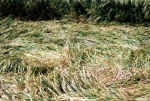 fieldreport4.jpg (73592 bytes)