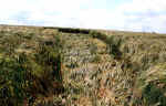 fieldreport6.jpg (53308 bytes)