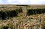 fieldreport8.jpg (56299 bytes)