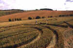 blacklands2000f.jpg (57576 bytes)