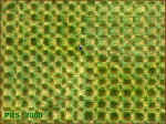 CheckerTweedCUTK.jpg (71656 bytes)