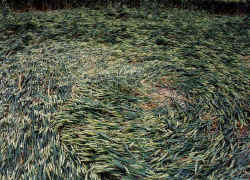 goldenballlay1.jpg (66839 bytes)