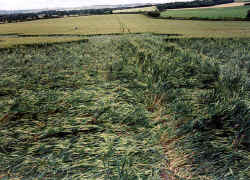 goldenballlay2.jpg (57325 bytes)