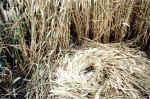 nest1.jpg (63423 bytes)