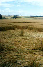 pic2d.jpg (31748 bytes)