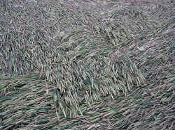 DSC01618.jpg (62640 bytes)