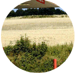 CROPC3RHJ.gif (61550 bytes)