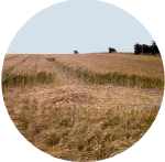 Moulsecoomb2001.gif (104752 bytes)
