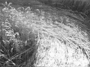 sunset98g.jpg (15363 bytes)