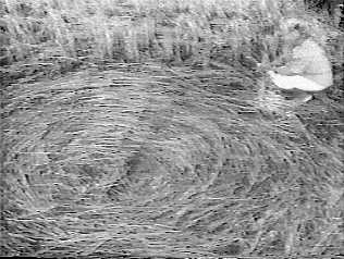 sunset98j.jpg (18044 bytes)