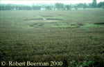 brummen-02.jpg (36727 bytes)