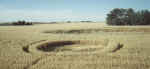saskatoon00.jpg (69042 bytes)