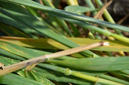 crop circles in Bertinoro