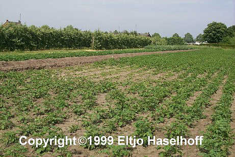 sevenum1.jpg (40680 bytes)