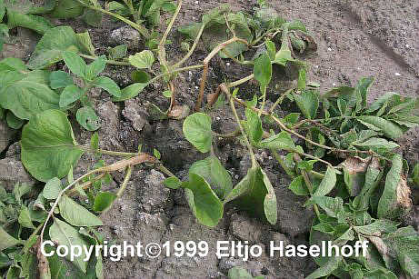 sevenum2.jpg (41337 bytes)