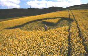 Image � Steve Alexander 2000 The Cherhill Crop Circle (I)