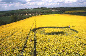 Image � Steve Alexander 2000 The Cherhill Crop Circle (I)